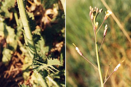 Canet-Plage (Pyr�n�es-Orientales), 15 mai 1996