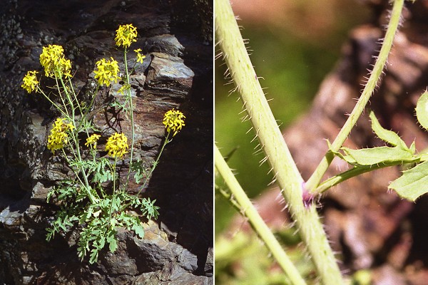 Col du Pré de la Dame (Gard),  1 juin 2000