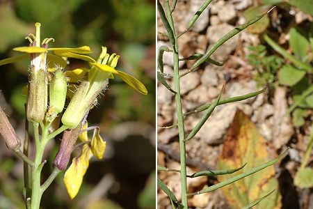 Vers le col de Meyran (Ardèche), 5 juillet 2011