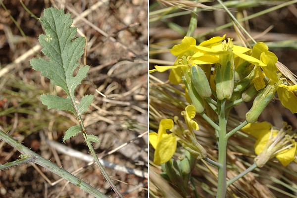 Le  Perréon (Rhône), 31 mai 2009