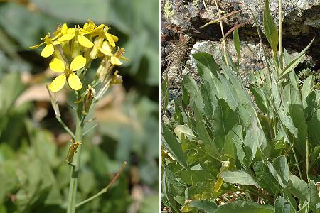 Chenaillet (Hautes-Alpes), 29 ao�t 2006