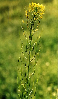 Le Roux (Hautes-Alpes), 12 juillet 1998