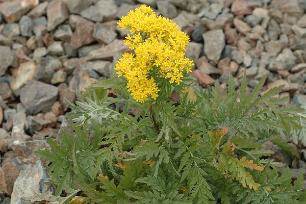 Chenaillet (Hautes-Alpes), 29 août 2006