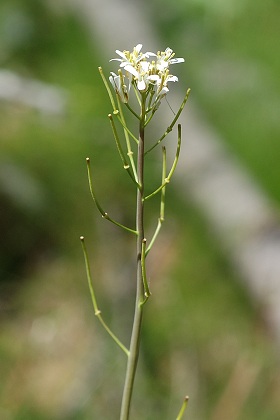 Ristolas (Hautes-Alpes), 18 juin 2010