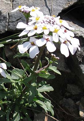 Cases-de-Pène (Pyrénées_Orientales), 5 avril 2006