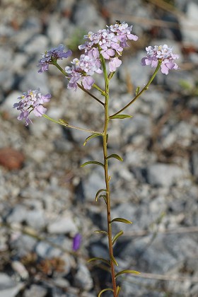 Mandeure (Doubs), 6 août 2013