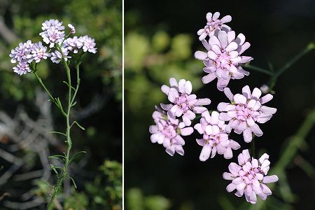 Espigoulier (Bouches-du-Rhône), 3 octobre 2005