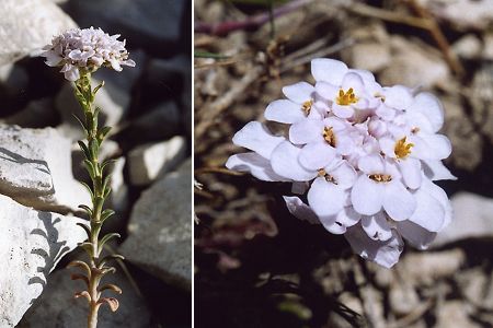 Mont Ventoux (Vaucluse), 6 juillet 2002