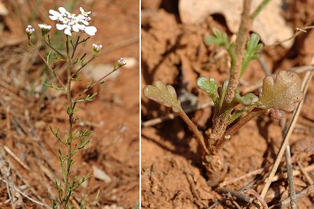 Saint-Zacharie (Var), 30 avril 2006