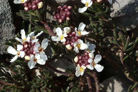 Pont-de-Roide, les Roches (Doubs), 18 mars 2009