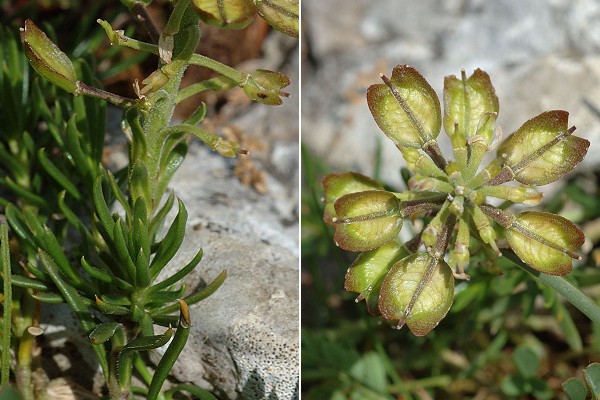 Pont-de-Roide, Les Roches (Doubs), 5 juin 2006