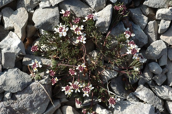 Pont-de-Roide, Les Roches (Doubs), 18 mars 2009