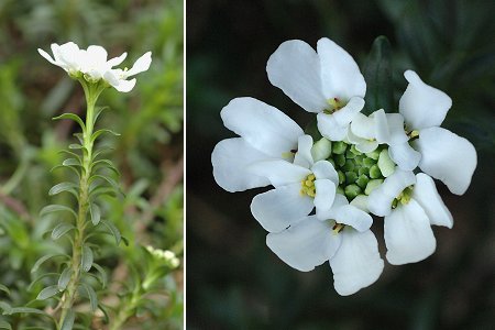 Pau (Pyr�n�es-Atlantiques), 8 mars 2007