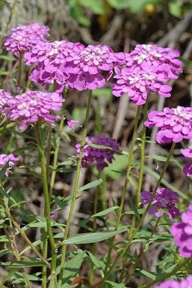 Saunot (Haute-Sa�ne), 10 juin 2007