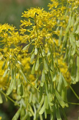 Carnoules (Var), 30 avril 2006