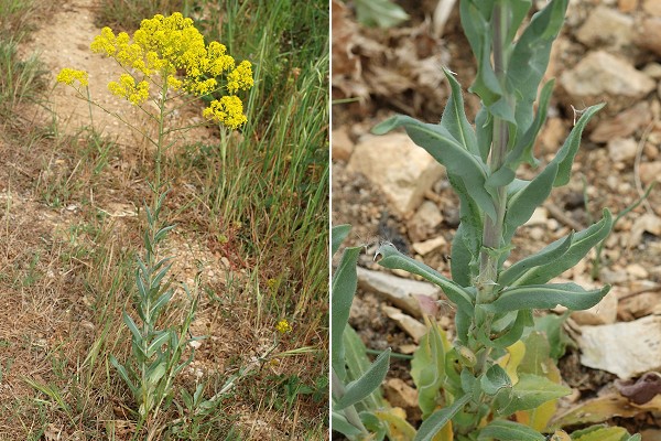 Gar�oult (Var), 27 avril 2006 / Espigoulier (Bouches-du-Rh�ne), 27 avril 2006