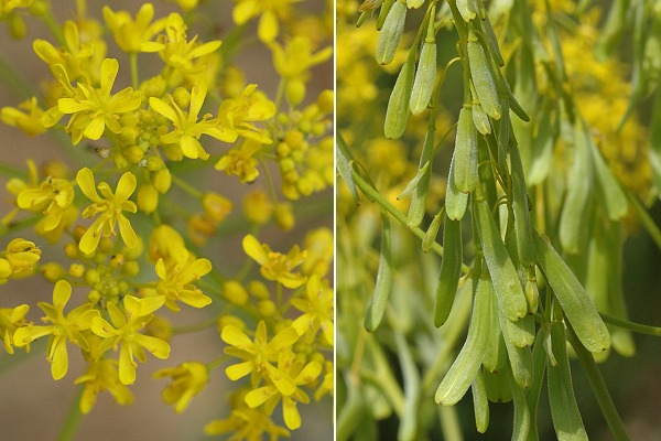 Espigoulier (Bouches-du-Rh�ne), 27 avril 2006