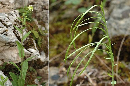 Sainte-Beaume (Var), 27 avril 2006 / Pont-de-Roide, Les Roches (Doubs), 5 juin 2006