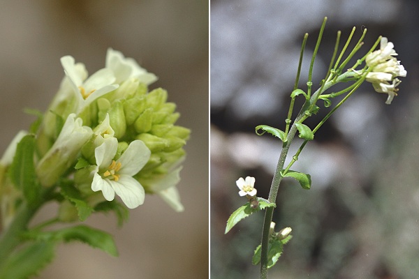 Sainte-Beaume (Var), 27 avril 2006 / Levens (Alpes-Maritimes), 28 avril 2003