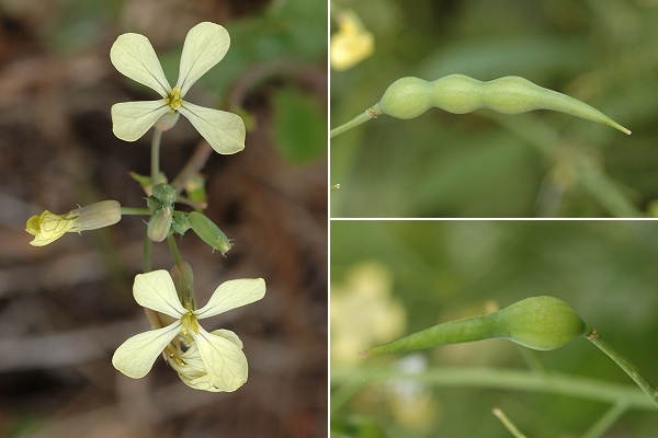 Espigoulier (Bouches-du-Rh�ne), 27 avril 2006