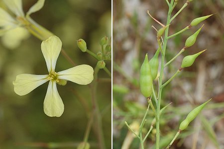 Gigaro (Var), 28 avril 2006