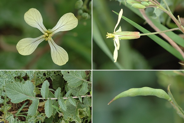 Caz�res (Haute-Garonne), 7 mars 2007