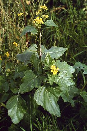 Montenois (Doubs),15 octobre 2002