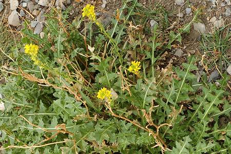 Montgen�vre (Hautes-Alpes), 31 ao�t 2007