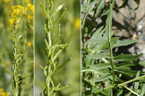 Vers l'�tang de la Fr�che (Haute-Garonne), 13 ao�t 2009