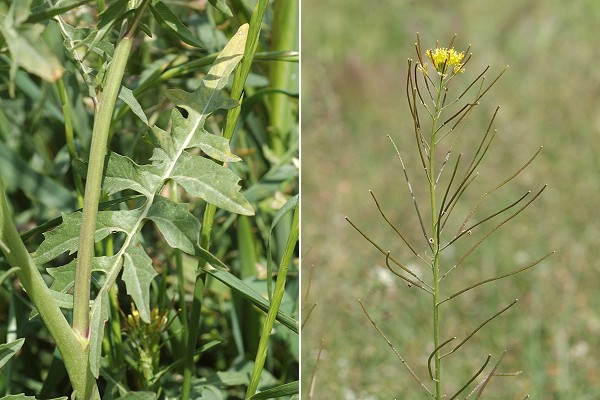 Saint-Gilles (Gard), 24 avril 2006