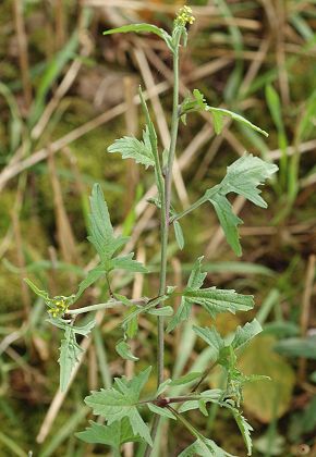 Montenois (Doubs), 4 octobre 2006