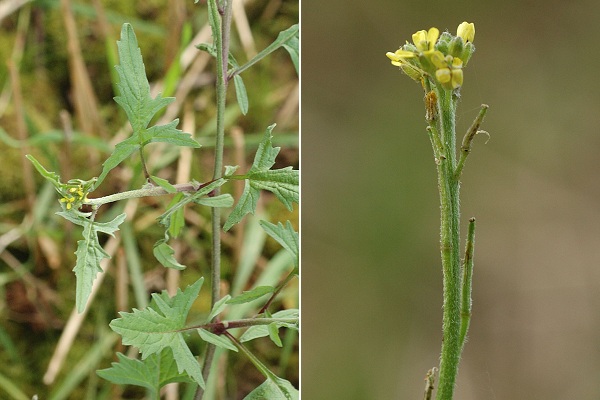 Montenois (Doubs), 4 octobre 2006