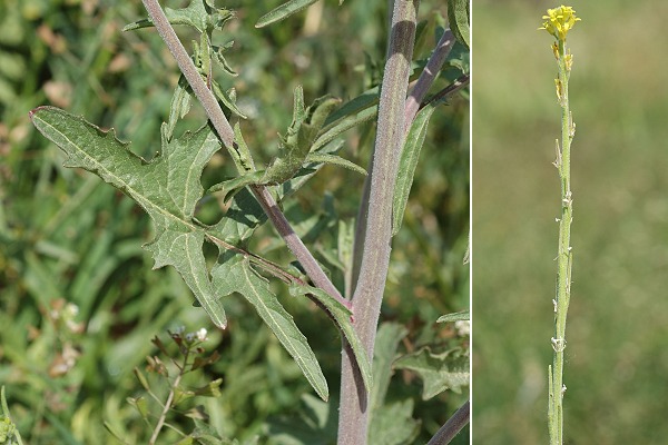 Saint-Gilles (Gard),  24 avril 2006