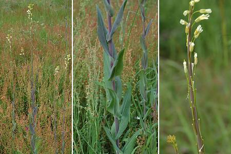 Diffenthal (Bas-Rhin), 13 mai 2005