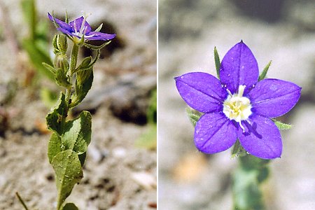 Pradelles (Dr�me), 3 juillet 2002