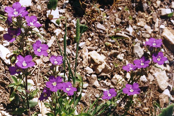 Mont Ventoux (Vaucluse), 28 mai 1996
