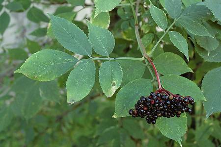 Montenois (Doubs), 18 septembre 2004