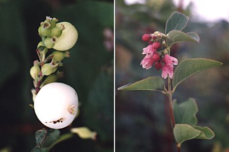 Rathmelton (Irlande), 16 août 1992