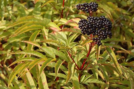 Montenois (Doubs), 3 septembre 2005