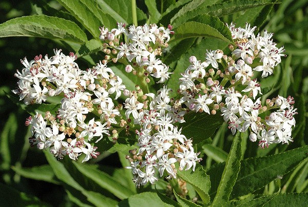 Montenois (Doubs), 5 juin 2005