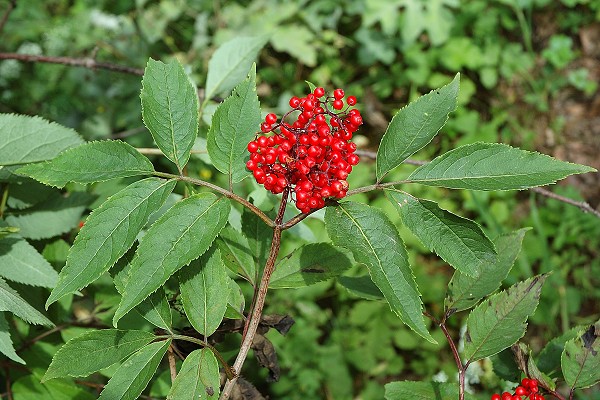 Montenois (Doubs), 27 juillet 2007