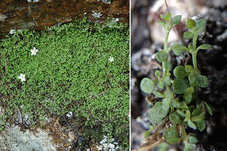 Barrage de Tolla (Corse), 18 avril 2005