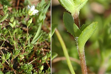 Valpreveyre (Hautes-Alpes), 16 juin 2010