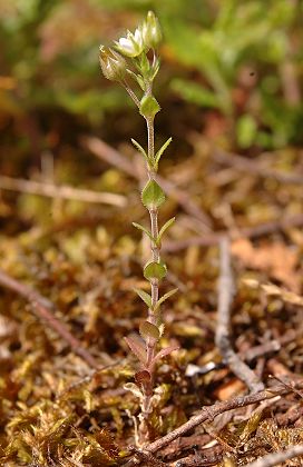 Pont-de-Roide, Les Roches (Doubs), 16 juin 2005