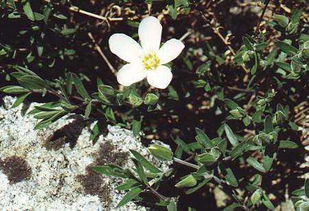 Col de Vieille, Mandagout (Gard), 18 avril 2000