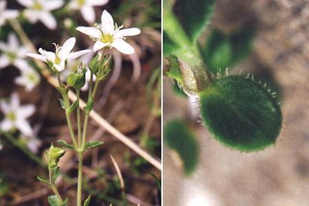Vers Baysselance (Hautes-Pyrénées), 17 août 1993