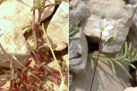 Massif d'Allauch (Bouches-du-Rhône), 2 mai 2006
