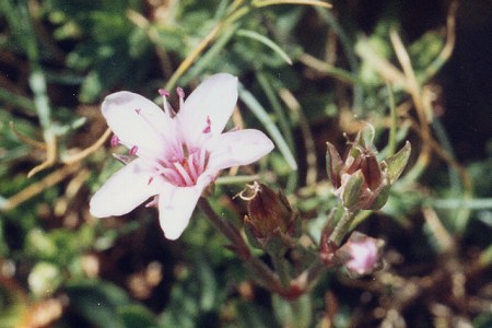 Vers Baysselance (Hautes-Pyr�n�es), 13 ao�t 1993