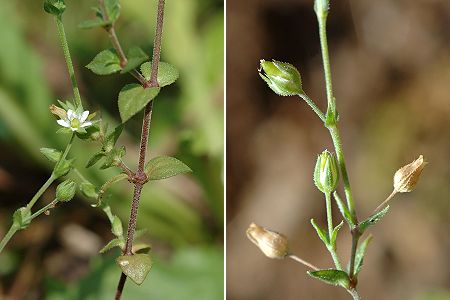 Montenois (Doubs), 18 juillet 2005