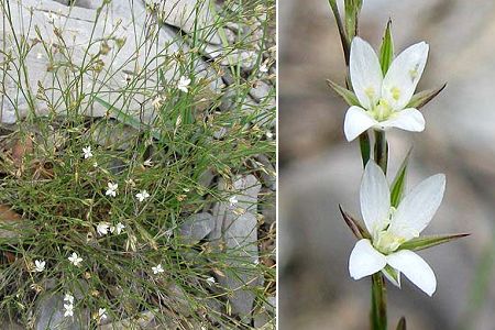 Trévillach (Pyrénées-Orientales),  17 juin 2011